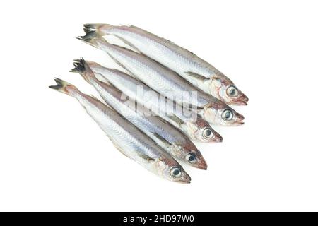 Frischer blauer Wittling. Gruppe von blauem Wittling auf weißem Hintergrund. Speicherplatz kopieren. Draufsicht. Stockfoto