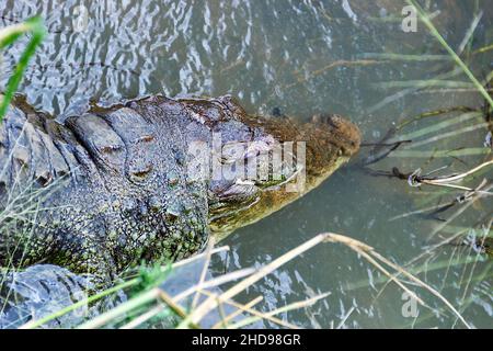 Tot aus einem unbekannten Grund (die Art zeichnet sich durch eine hohe Überlebensfähigkeit aus) Räuber (Crocodylus palustris kimbula), in einem schmalen Flusslauf. Sumpf Stockfoto