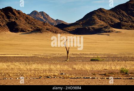 Kleiner toter Baum in der Namib-Wüste mit Naukluft-Gebirgskette im Hintergrund bei Sossusvlei, Namibia Stockfoto