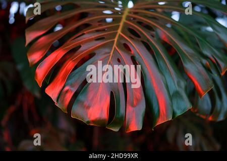 Tropische exotische Pflanze grünes Philodendron Monstera Blatt in dunklen Tönen und leuchtend rotem Neonlicht. Stockfoto