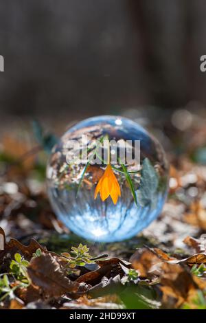 Nahaufnahme von blühenden Krokus in einem Frühlingswald - umgekehrte Spiegelung in einer Linsenkugel - selektiver Fokus, Kopierraum Stockfoto