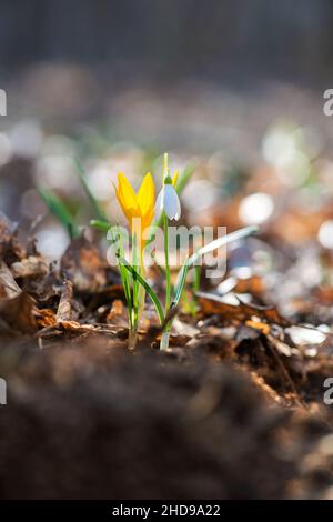 Keimende Krokus in einem Frühlingswald - selektiver Fokus, Kopierraum Stockfoto