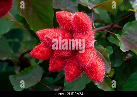 Die rote Frucht der Bixa orellana, auch bekannt als Achiote oder Lippenstift-Baum in Costa Rica, Mittelamerika. Stockfoto