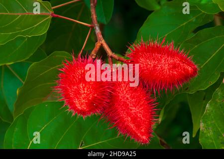 Die rote Frucht der Bixa orellana, auch bekannt als Achiote oder Lippenstift-Baum in Costa Rica, Mittelamerika. Stockfoto