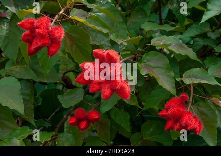 Die rote Frucht der Bixa orellana, auch bekannt als Achiote oder Lippenstift-Baum in Costa Rica, Mittelamerika. Stockfoto