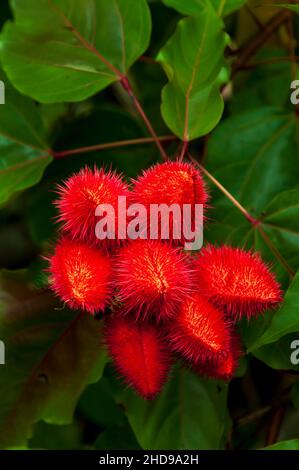 Die rote Frucht der Bixa orellana, auch bekannt als Achiote oder Lippenstift-Baum in Costa Rica, Mittelamerika. Stockfoto