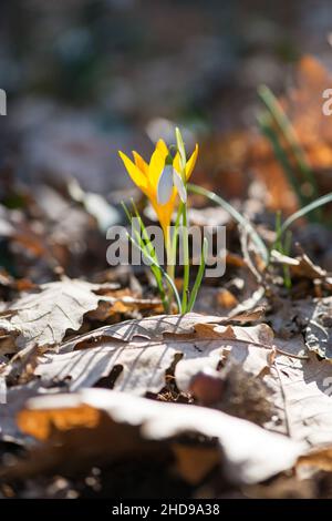 Keimende Krokus in einem Frühlingswald - selektiver Fokus, Kopierraum Stockfoto