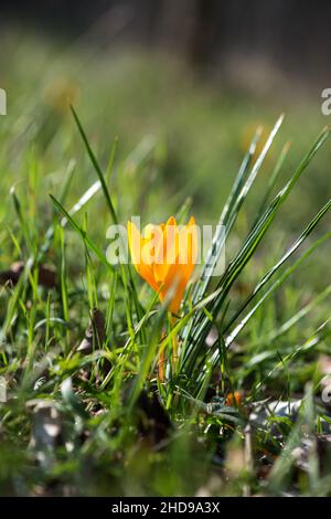 Keimende Krokus in einem Frühlingswald - selektiver Fokus, Kopierraum Stockfoto