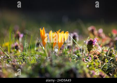 Keimende Krokus in einem Frühlingswald - selektiver Fokus, Kopierraum Stockfoto