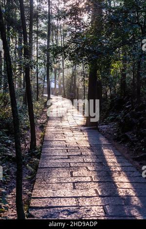 Morgenansicht eines Pfades in Wulingyuan Scenic and Historic Interest Area im Zhangjiajie National Forest Park in der Provinz Hunan, China Stockfoto