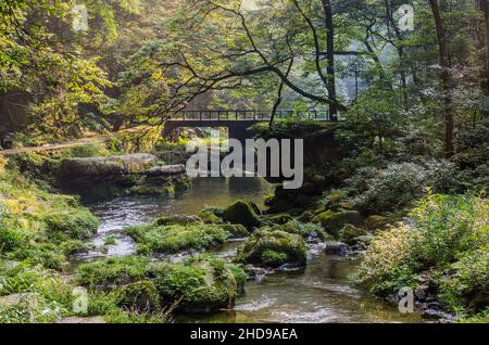 Golden Whip Stream im Zhangjiajie National Forest Park in der Provinz Hunan, China Stockfoto