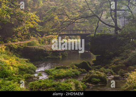 Golden Whip Stream im Zhangjiajie National Forest Park in der Provinz Hunan, China Stockfoto