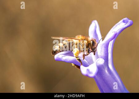 Eine Biene sammelt Pollennektar auf einer violetten Blume auf einer Wiese Stockfoto