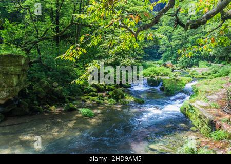 Blick auf den Golden Whip Stream im Zhangjiajie National Forest Park in der Provinz Hunan, China Stockfoto