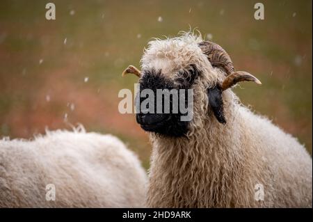 Porträt des berühmten Walliser Schafes. Walliser Schwarznasenschafe an Regentagen in der Schweiz. Stockfoto