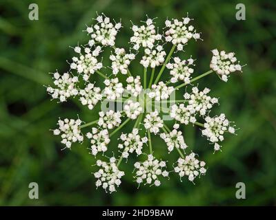 Cambridge Milk Petersilie (Selinum carvifolia), Cambridgeshire, England Stockfoto