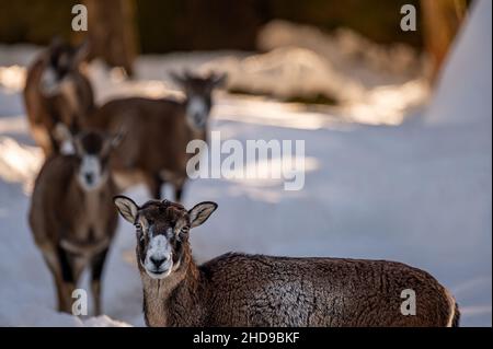 Schafe im Schnee. Europäisches Mufflon von Korsika. Weibliche Ovis widder-Musimon an sonnigen Tagen. Stockfoto