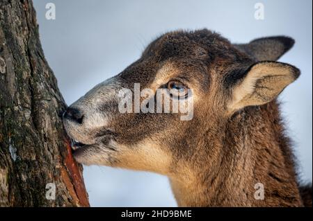 Porträt eines Schafes. Europäisches Mufflon von Korsika. Eine weibliche Ovis widder-Musimon, die Rinde weidet. Ruhige Szene. Stockfoto