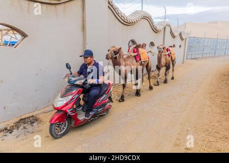DUNHUANG, CHINA - 20. AUGUST 2018: Lokaler Mann bringt Kamele von der Singing Sands Dune in der Nähe von Dunhuang, Provinz Gansu, China Stockfoto