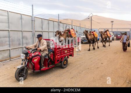 DUNHUANG, CHINA - 20. AUGUST 2018: Lokaler Mann bringt Kamele von der Singing Sands Dune in der Nähe von Dunhuang, Provinz Gansu, China Stockfoto