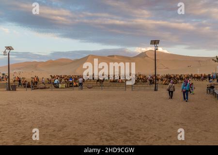 DUNHUANG, CHINA - 20. AUGUST 2018: Kamele für Touristen in der Singing Sands Dune in der Nähe von Dunhuang, Provinz Gansu, China Stockfoto