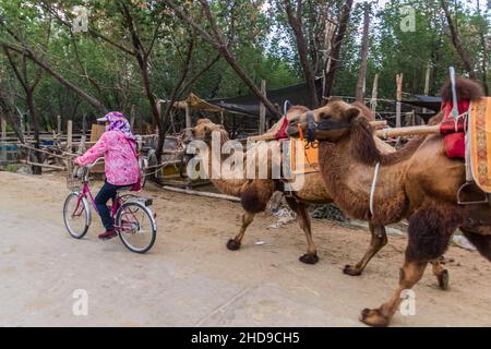DUNHUANG, CHINA - 20. AUGUST 2018: Einheimische Frau bringt Kamele von der Singing Sands Dune in der Nähe von Dunhuang, Provinz Gansu, China Stockfoto