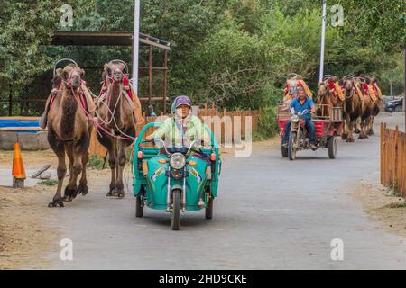 DUNHUANG, CHINA - 20. AUGUST 2018: Einheimische bringen Kamele von der Singing Sands Dune in der Nähe von Dunhuang, Provinz Gansu, China Stockfoto