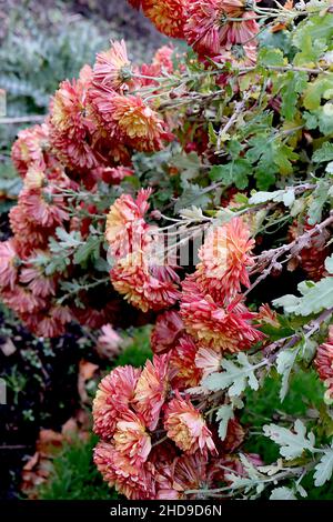 Chrysantheme ‘Apollo’ hängende, zweifach tiefrosa Blüten mit aprikosengelben zentralen Blütenblättern, gelappte, mittelgrüne Blätter, Dezember, England, Großbritannien Stockfoto