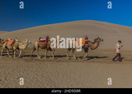 DUNHUANG, CHINA - 21. AUGUST 2018: Kamele für Touristenfahrten auf der Singing Sands Dune in der Nähe von Dunhuang, Provinz Gansu, China Stockfoto