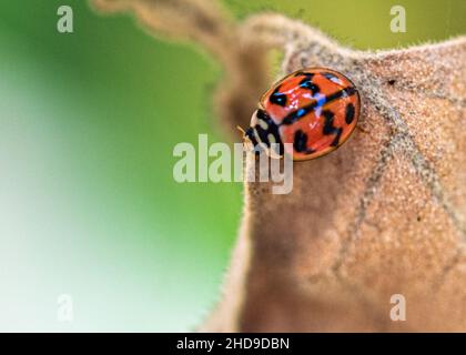 Ein Marienkäfer auf einem trockenen Blatt ruht Stockfoto