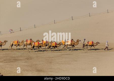 DUNHUANG, CHINA - 21. AUGUST 2018: Kamele für Touristenfahrten auf der Singing Sands Dune in der Nähe von Dunhuang, Provinz Gansu, China Stockfoto