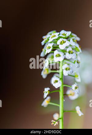 Süßer Alyssum Blumenstrauß im Garten allein stehend Stockfoto