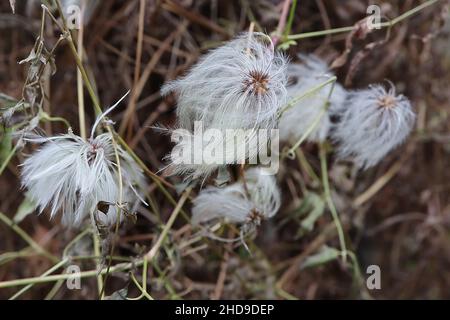 Clematis tangutica golden clematis – weißgraue und hellgelbe grüne flauschige Samenköpfe, Dezember, England, Großbritannien Stockfoto