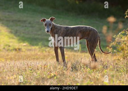 Greyhound posiert in der Natur. Hund steht vor dem Hintergrund der herbstlichen Natur bei Sonnenuntergang. Tierkonzept im Freien Stockfoto