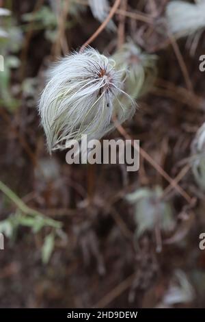 Clematis tangutica golden clematis – weißgraue und hellgelbe grüne flauschige Samenköpfe, Dezember, England, Großbritannien Stockfoto