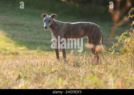 Greyhound posiert in der Natur. Hund steht vor dem Hintergrund der herbstlichen Natur bei Sonnenuntergang. Tierkonzept im Freien Stockfoto