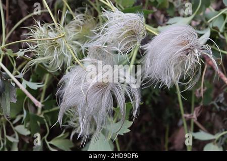 Clematis tibetana var vernayi Clematis tibetana - runde, weißgraue, flauschige Samenköpfe, Dezember, England, Großbritannien Stockfoto