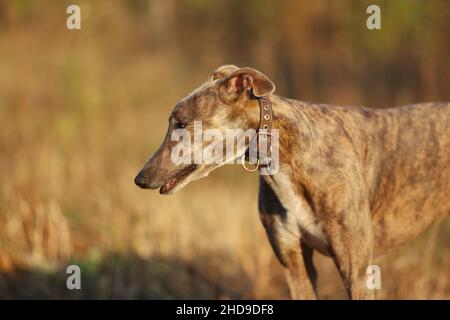 Greyhound posiert in der Natur. Hund steht vor dem Hintergrund der herbstlichen Natur bei Sonnenuntergang. Tierkonzept im Freien Stockfoto