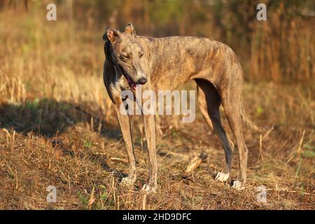 Greyhound posiert in der Natur. Hund steht vor dem Hintergrund der herbstlichen Natur bei Sonnenuntergang. Tierkonzept im Freien Stockfoto