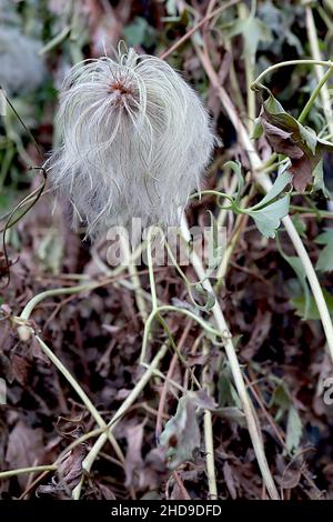 Clematis tibetana var vernayi Clematis tibetana - runde, weißgraue, flauschige Samenköpfe, Dezember, England, Großbritannien Stockfoto