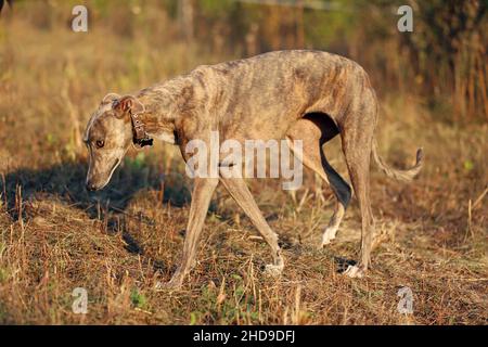 Greyhound posiert in der Natur. Hund steht vor dem Hintergrund der herbstlichen Natur bei Sonnenuntergang. Tierkonzept im Freien Stockfoto