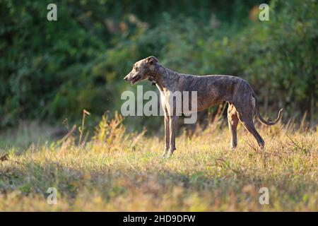 Greyhound posiert in der Natur. Hund steht vor dem Hintergrund der herbstlichen Natur bei Sonnenuntergang. Tierkonzept im Freien Stockfoto