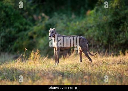 Greyhound posiert in der Natur. Hund steht vor dem Hintergrund der herbstlichen Natur bei Sonnenuntergang. Tierkonzept im Freien Stockfoto