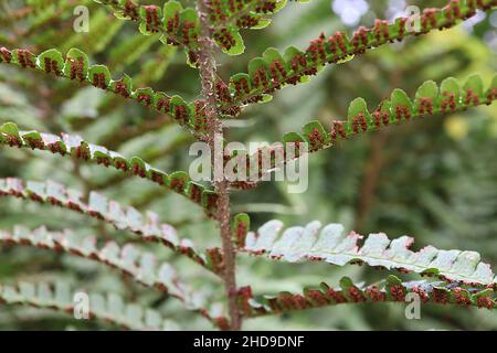 Dryopteris affinis schuppiger männlicher Farn – leuchtend grüne bipangeborene Wedel mit gezahnten Rändern, kreisförmige braune Sporen an der Unterseite, Dezember, England, Großbritannien Stockfoto