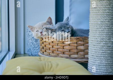 Portrait von zwei Kätzchen, die sich in einem Korbkorb ankuschelten und ein Nickerchen machten Stockfoto