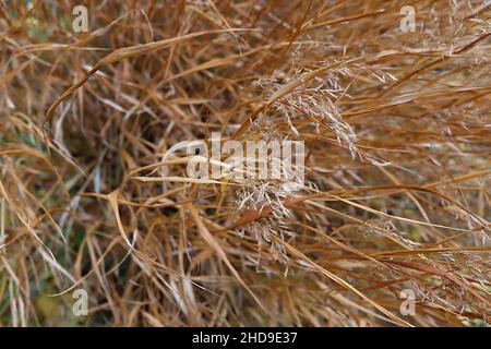 Hakonechloa macra Japanisches Waldgras – Buff feathery Plumes und linear kupferbraune Blätter, Dezember, England, Großbritannien Stockfoto