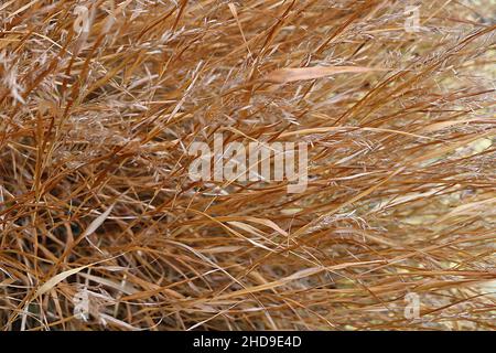 Hakonechloa macra Japanisches Waldgras – Buff feathery Plumes und linear kupferbraune Blätter, Dezember, England, Großbritannien Stockfoto