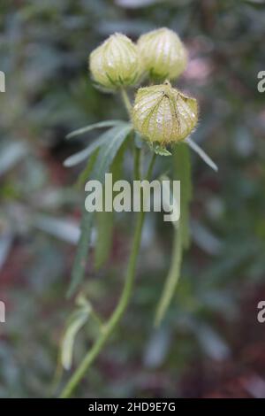 Hibiscus trionum Flower-of-the-hour – weiß-grau aufgeblasene aufrechte Samenkapseln und weidenähnliche dunkelgrüne Blätter mit gezackten Rändern, Dezember, Großbritannien Stockfoto