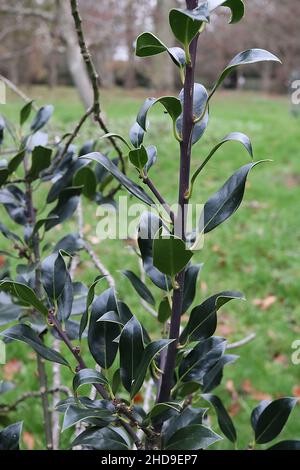 Ilex aquifolium ‘laurifolia’ Holly laurifolia – glänzende, dunkelgrüne, schlanke elliptische Blätter mit gelber Mittelvene und stacheliger Spitze, Dezember, England, Großbritannien Stockfoto