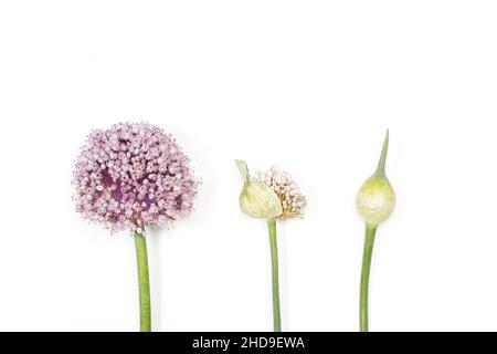 Wilde Knoblauchblüte auf weißem Hintergrund Stockfoto